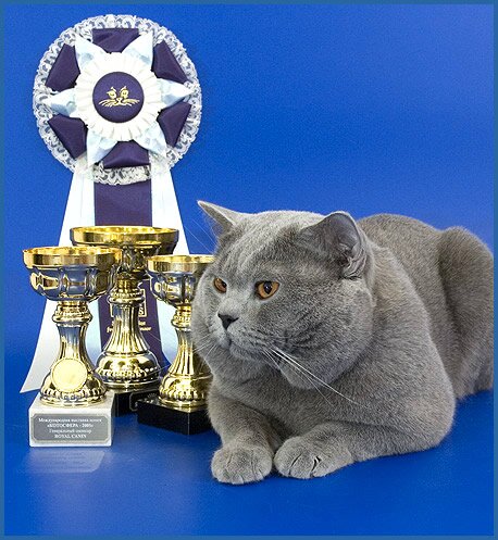 Британский кот Чемпион Мира WCF Arnold British Symphony