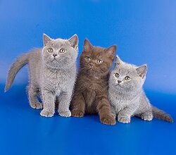 Британские короткошерстные котята классических окрасов: шоколадые британские котята, голубые британские котята