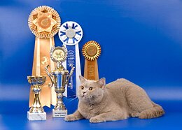 Мать: голубая британская короткошерстная кошка Большой Европейский Чемпион WCF Olympia Aquilon