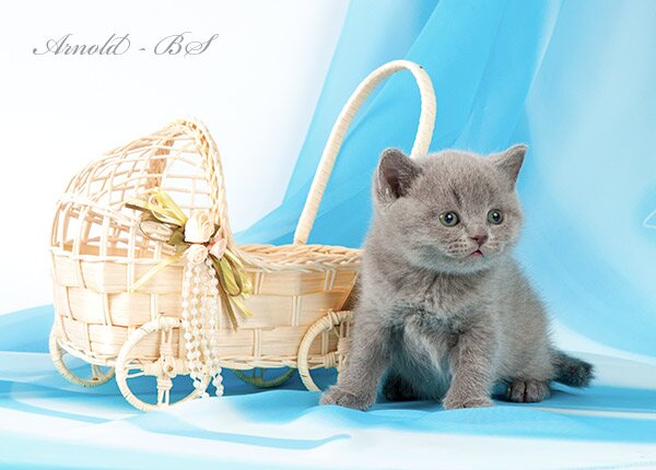 Фото голубого британского короткошерстного котенка. Британский котенок голубого окраса. Голубой британский короткошерстный кот.