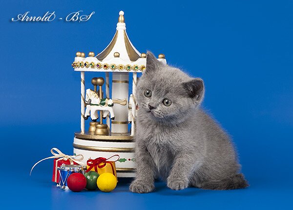 Фото голубого британского короткошерстного котенка. Британский котенок голубого окраса. Голубой британский короткошерстный котёнок.