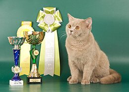 Мать: лиловая британская короткошерстная кошка Большой Международный Чемпион WCF Goldie Aquilon (BRI с)