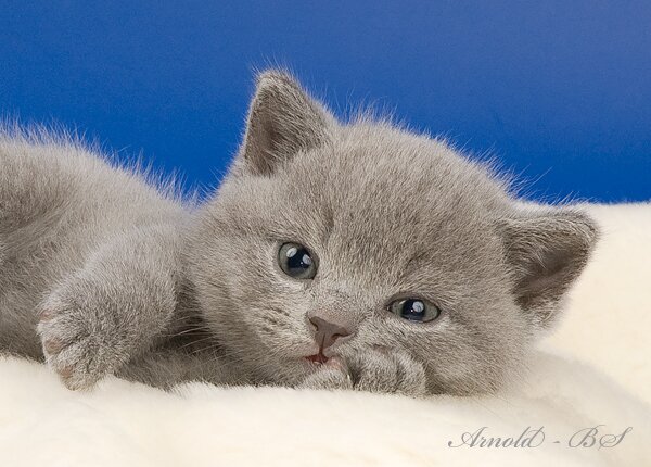 Британские короткошерстные котята. Голубой британский короткошерстный котенок. Британские котята купить. Продажа британских котят в Москве.