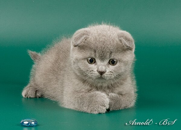 Шотландские короткошерстные котята Scottish Fold & Scottish Straight. Фото шотландского вислоухого котенка (Scottish Fold) голубого окраса.