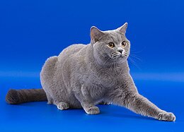Мать: голубая британская короткошерстная кошка Большой Европейский Чемпион WCF Olympia Aquilon
