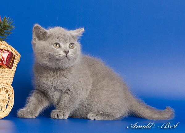 Фото голубого британского короткошерстного котенка. Британский котенок голубого окраса. Голубой британский короткошерстный кот.